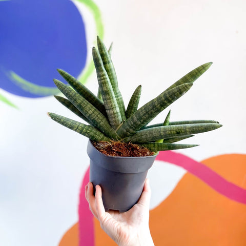 Starfish Snake Plant - Sansevieria cylindrica boncellensis ‘Boncel’ - Sprouts of Bristol