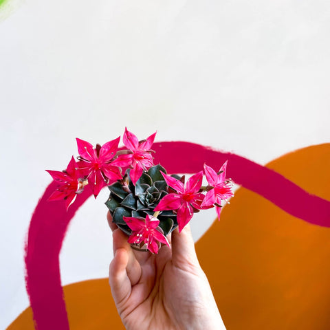 Stonecrop - Graptopetalum bellum - Sprouts of Bristol