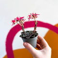 Stonecrop - Graptopetalum bellum - Sprouts of Bristol
