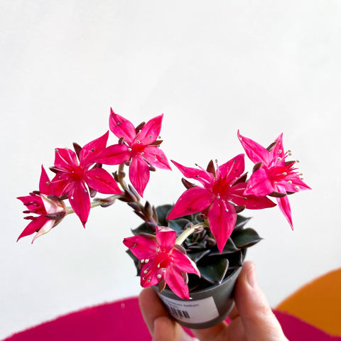 Stonecrop - Graptopetalum bellum - Sprouts of Bristol