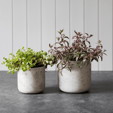 Straight Stratton Pot - Warm Stone - Sprouts of Bristol
