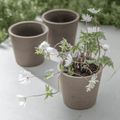 Stratton Pot - Sprouts of Bristol