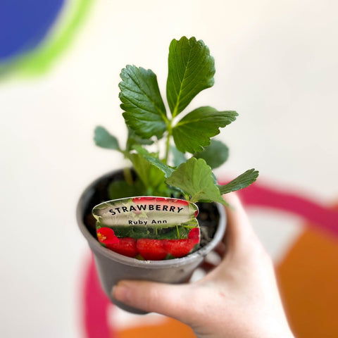 Strawberry - Fragaria × ananassa 'Ruby Ann' - British Grown - Sprouts of Bristol