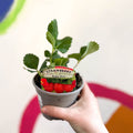 Strawberry - Fragaria × ananassa 'Ruby Ann' - British Grown - Sprouts of Bristol