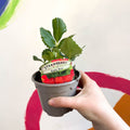 Strawberry - Fragaria × ananassa 'Ruby Ann' - British Grown - Sprouts of Bristol