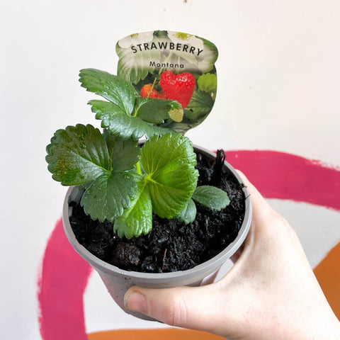 Strawberry - Fragaria x ananassa 'Montana' - British Grown - Sprouts of Bristol