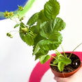 Strawberry Plant - Fragaria 'Delizz' - Sprouts of Bristol