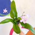 Streptocarpus ionantha 'Gloria' - Welsh Grown - Sprouts of Bristol