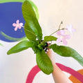 Streptocarpus ionantha 'Gloria' - Welsh Grown - Sprouts of Bristol