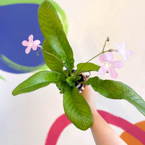 Streptocarpus ionantha 'Gloria' - Welsh Grown - Sprouts of Bristol