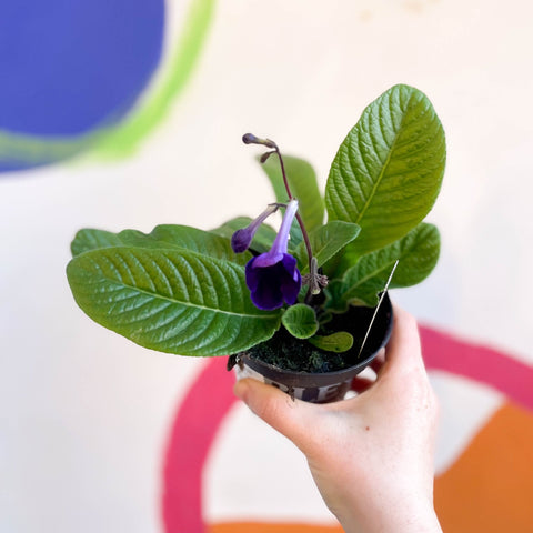 Streptocarpus ionantha 'Targa Fleischle' - Welsh Grown - Sprouts of Bristol