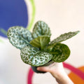 Streptocarpus ‘Pretty Turtle’ - Sprouts of Bristol