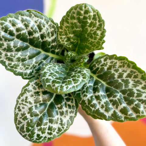 Streptocarpus ‘Pretty Turtle’ - Sprouts of Bristol