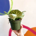 Streptocarpus ‘Pretty Turtle’ - Sprouts of Bristol