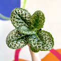 Streptocarpus ‘Pretty Turtle’ - Sprouts of Bristol