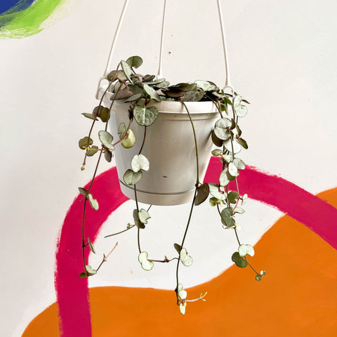 String of Hearts - Ceropegia woodii - Sprouts of Bristol