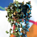 String of Hearts - Ceropegia woodii - Sprouts of Bristol