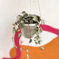 String of Hearts - Ceropegia woodii - Sprouts of Bristol