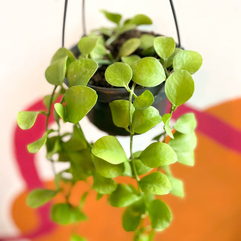 String of Nickles - Dischidia imbricata - Sprouts of Bristol