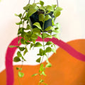 String of Nickles - Dischidia imbricata - Sprouts of Bristol