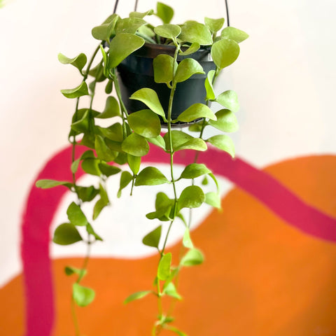 String of Nickles - Dischidia imbricata - Sprouts of Bristol
