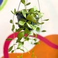 String of Nickles - Dischidia oiantha - Sprouts of Bristol