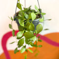 String of Nickles - Dischidia oiantha - Sprouts of Bristol