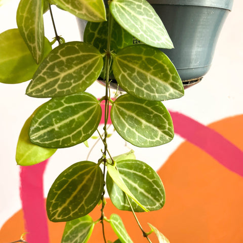 String of Nickles - Dischidia ovata 'Watermelon' - Sprouts of Bristol