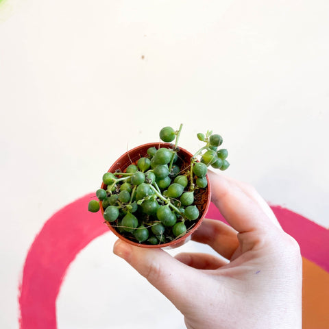 String of Pearls - Senecio rowleyanus - Sprouts of Bristol