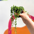 String of Pearls - Senecio rowleyanus - Sprouts of Bristol