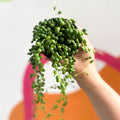 String of Pearls - Senecio rowleyanus - Sprouts of Bristol