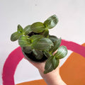Striped Inch Plant - Callisia elegans - British Grown - Sprouts of Bristol