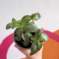 Striped Inch Plant - Callisia elegans - British Grown - Sprouts of Bristol