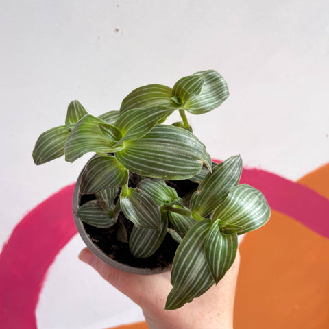 Striped Inch Plant - Callisia elegans - British Grown - Sprouts of Bristol