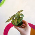 Striped Inch Plant - Callisia gentlei variegated elegans - Welsh Grown - Sprouts of Bristol