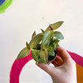 Striped Inch Plant - Callisia gentlei variegated elegans - Welsh Grown - Sprouts of Bristol