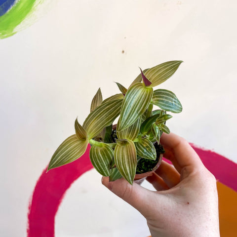 Striped Inch Plant - Callisia gentlei variegated elegans - Welsh Grown - Sprouts of Bristol