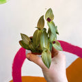 Striped Inch Plant - Callisia gentlei variegated elegans - Welsh Grown - Sprouts of Bristol