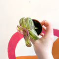 Striped Inch Plant - Callisia soconuscensis 'Variegata' - Welsh Grown - Sprouts of Bristol