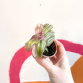Striped Inch Plant - Callisia soconuscensis 'Variegata' - Welsh Grown - Sprouts of Bristol