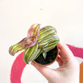 Striped Inch Plant - Callisia soconuscensis 'Variegata' - Welsh Grown - Sprouts of Bristol