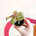 Striped Inch Plant - Callisia soconuscensis 'Variegata' - Welsh Grown - Sprouts of Bristol
