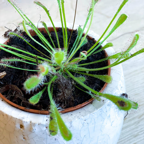 Sundew - Drosera Nidiformis - Sprouts of Bristol