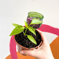 Sweet Pepper - Capsicum annuum 'Tequila' - British Grown - Sprouts of Bristol