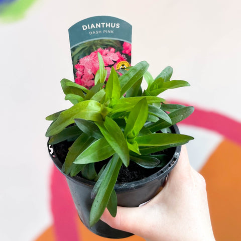 Sweet William - Dianthus barbatus 'Dash Pink' F1 - British Grown Herbaceous Perennial - Sprouts of Bristol