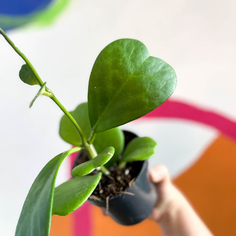 Sweetheart Plant - Hoya kerrii - Sprouts of Bristol