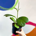 Sweetheart Plant - Hoya kerrii - Sprouts of Bristol