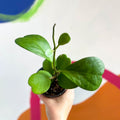 Sweetheart Plant - Hoya kerrii - Sprouts of Bristol