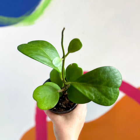 Sweetheart Plant - Hoya kerrii - Sprouts of Bristol