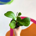 Sweetheart Plant - Hoya kerrii - Sprouts of Bristol